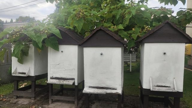 Wystawa „Czas miodem płynący” w Muzeum w Mikołowie