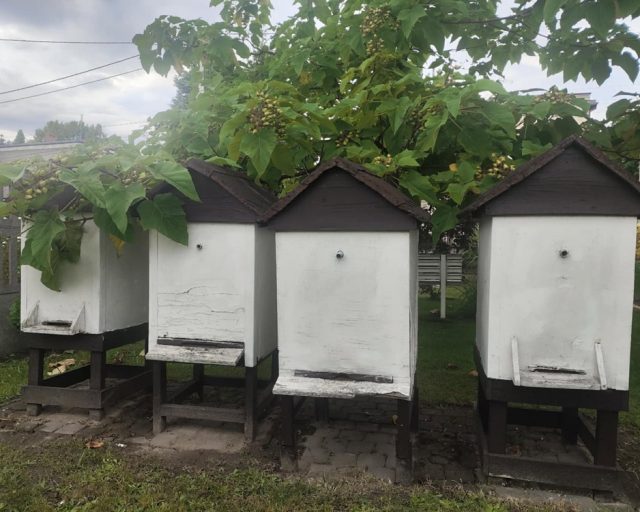 Wystawa „Czas miodem płynący” w Muzeum w Mikołowie