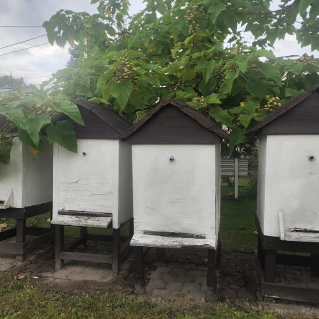 Wystawa „Czas miodem płynący” w Muzeum w Mikołowie