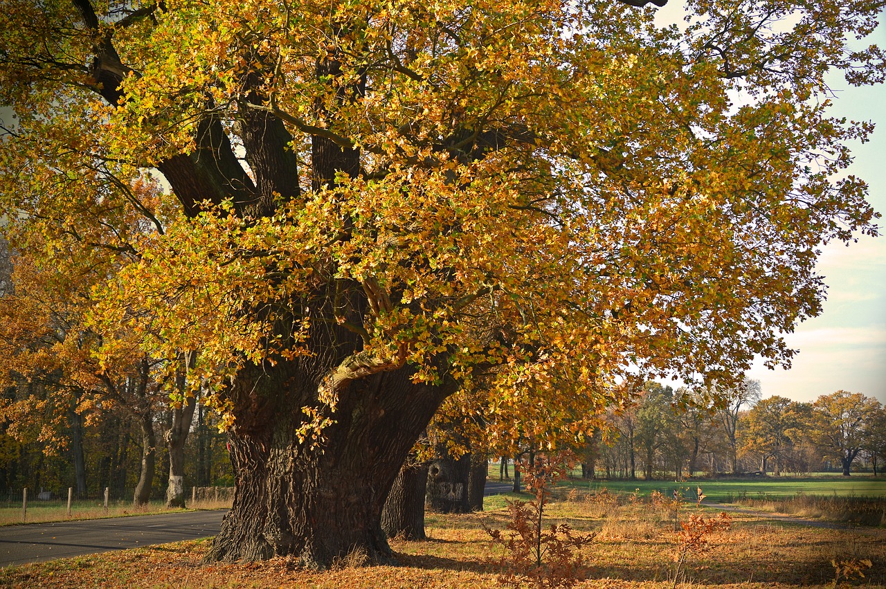 Jak ocalić stare drzewa przed wycinką? Zgłoś je jako pomniki przyrody!