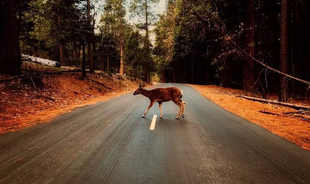 Jadąc leśnymi drogami lepiej zdjąć nogę z gazu!/fot. Pixabay