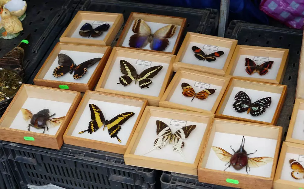 Przepiękne motyle to jeden z najciekawszych okazów na październikowym Jarmarku Staroci