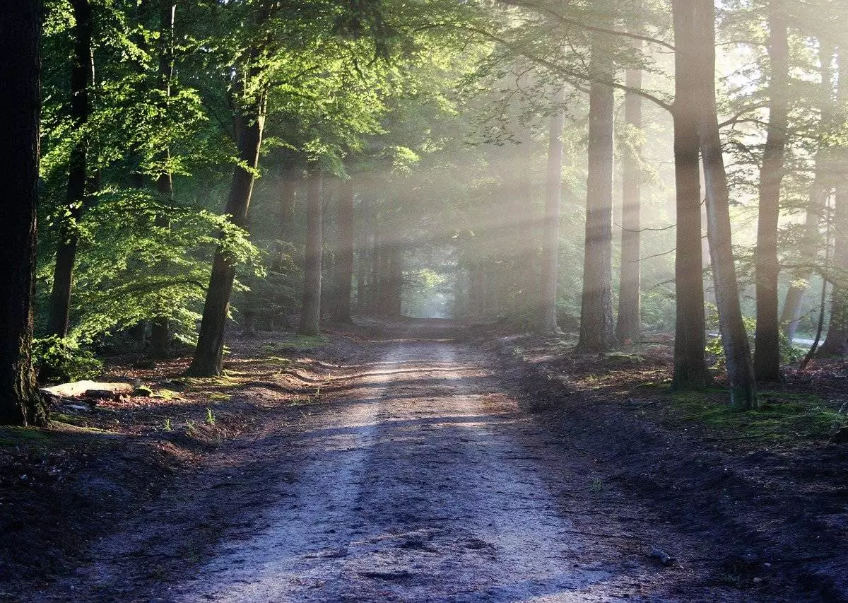 Jesteś właścicielem lasu i chcesz dokonać w nim inwestycji? / fot. Pixabay