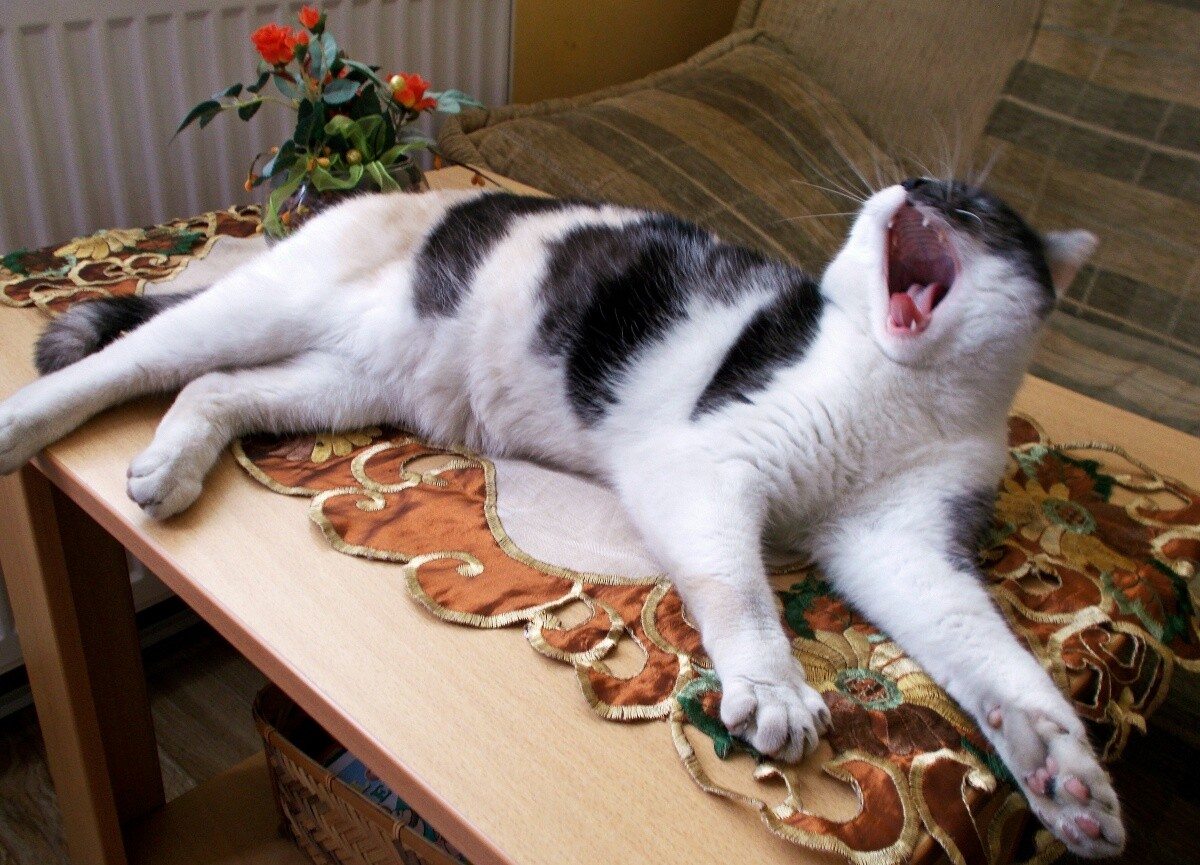 moja ziewająca kotka Ruda.
dzielnica: Mikołów