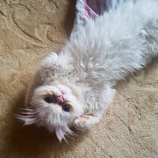 Mam na imię Neo
dzielnica: Łaziska Górne