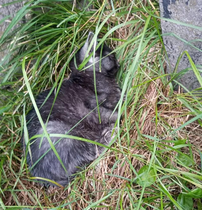 Mikołów: Interwencja w sprawie potrąconego kota na ul. Katowickiej