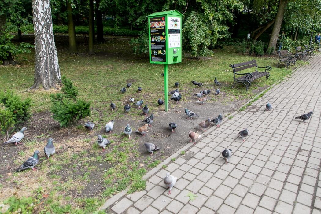 Mikołów liderem zielonej zmiany. Śląskie stawia na lokalne działania klimatyczne