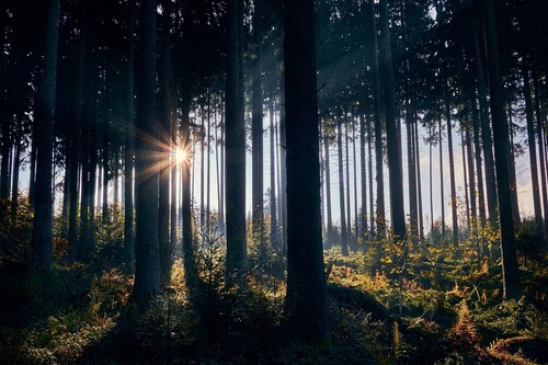 Państwowa kontrola stanu lasów. Sprawdzą również działki prywatne