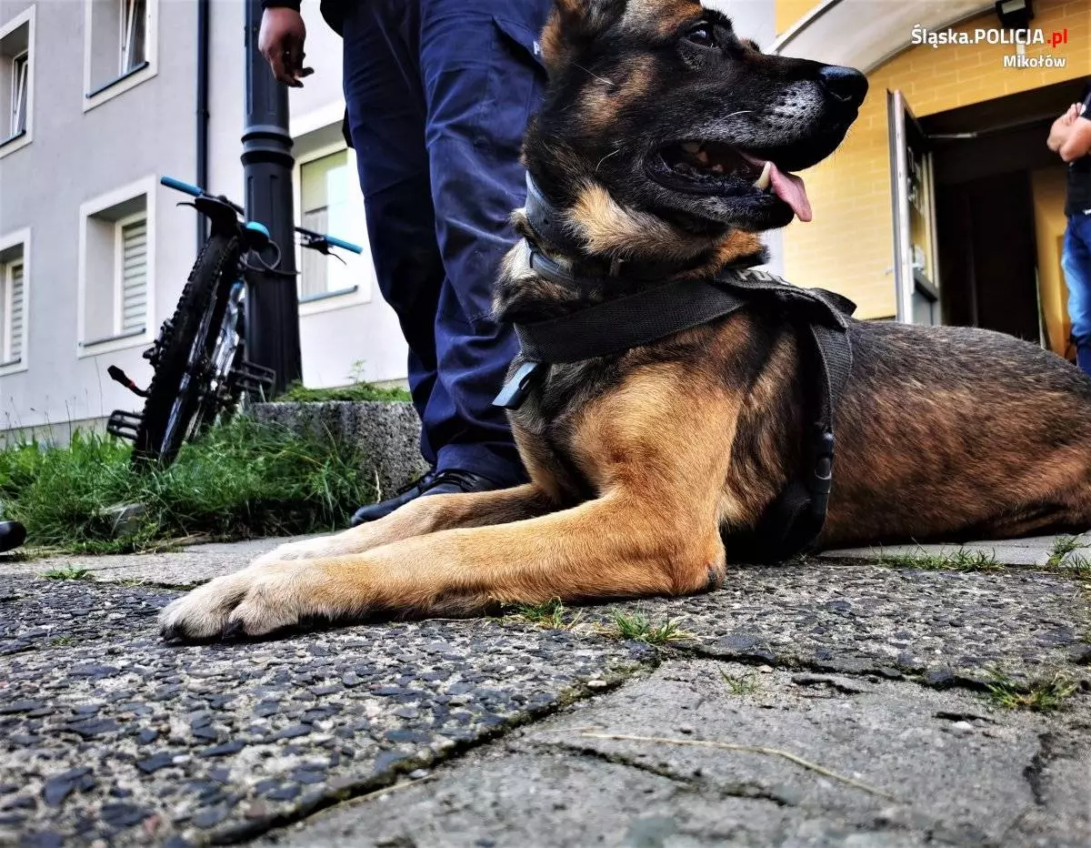 Pies policyjny z Zabrza pomógł mikołowskim policjantom