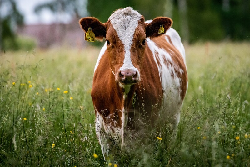 Pryszczyca zagraża hodowli. Ostrzeżenie dla rolników z regionu
