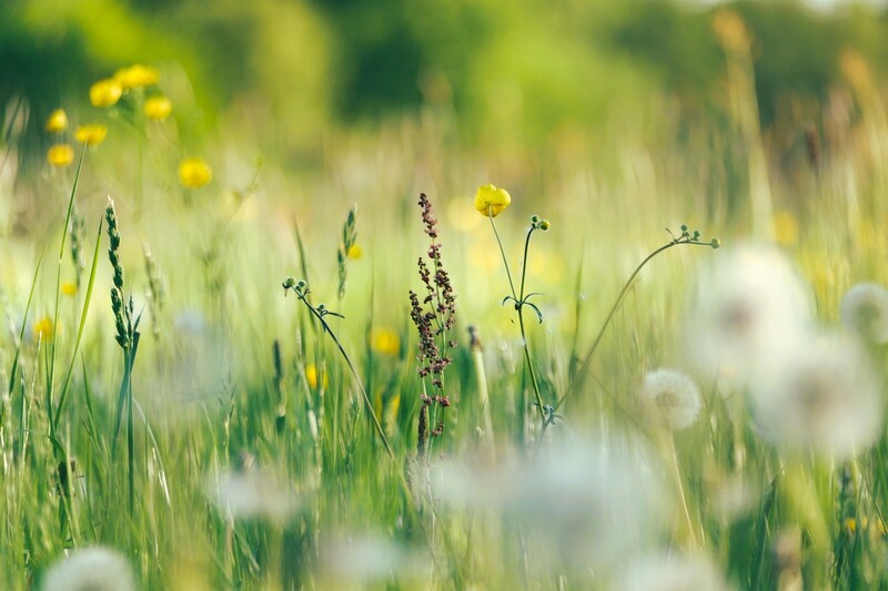 Przed nami Święto Łąk w Śląskim Ogrodzie Botanicznym. To będzie weekend pełen atrakcji