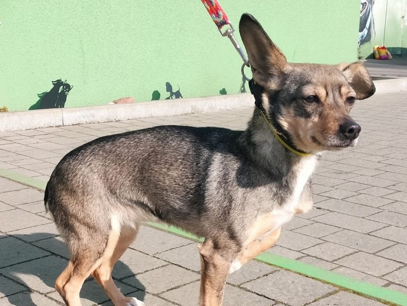 W lesie w Mikołowie znaleziono suczkę przywiązaną do drzewa. Schronisko szuka właściciela!