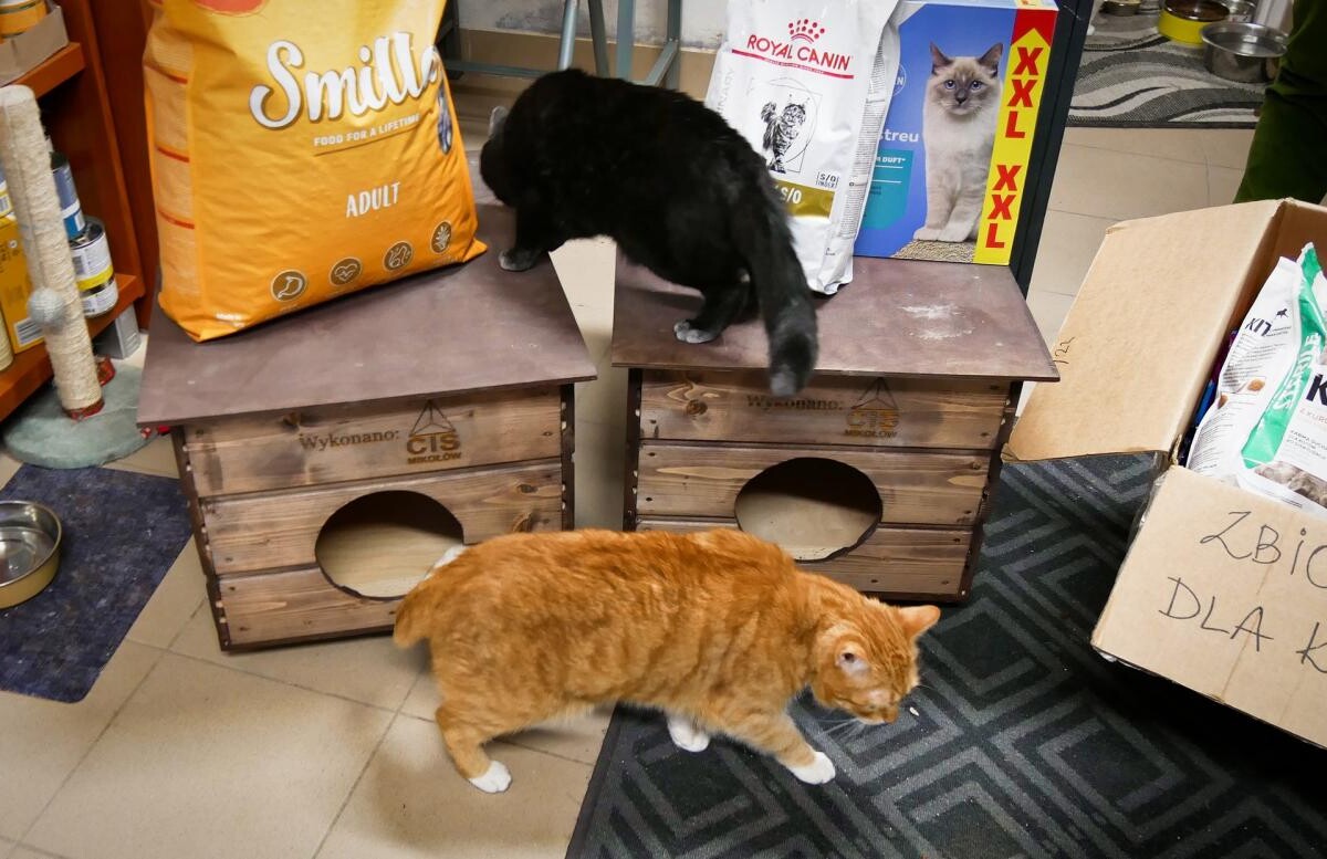 Powiat Mikołowski wsparł Pro Animali, przekazując karmę, żwirek i budki dla bezdomnych kotów. Sprawdź, jak mieszkańcy przyczynili się do tej inicjatywy / fot. Aktualności Powiatu Mikołowskiego FB